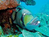 La Grande Barriera Corallina Australiana - 019